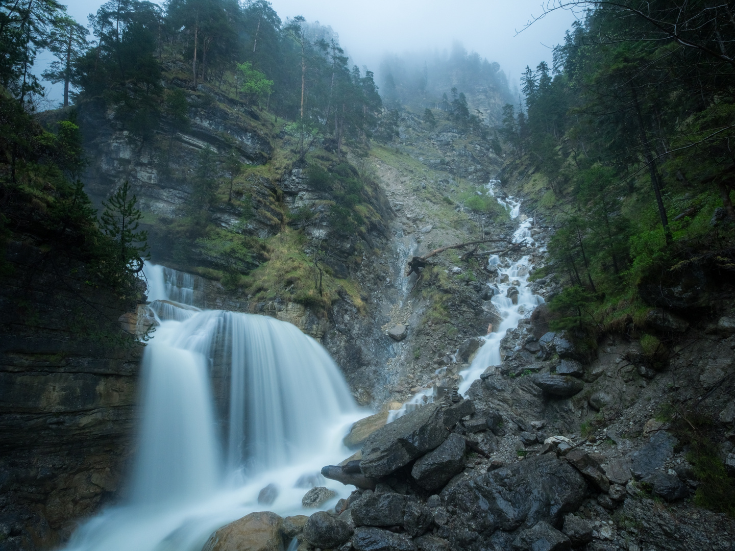 Kuhflucht im Nebel