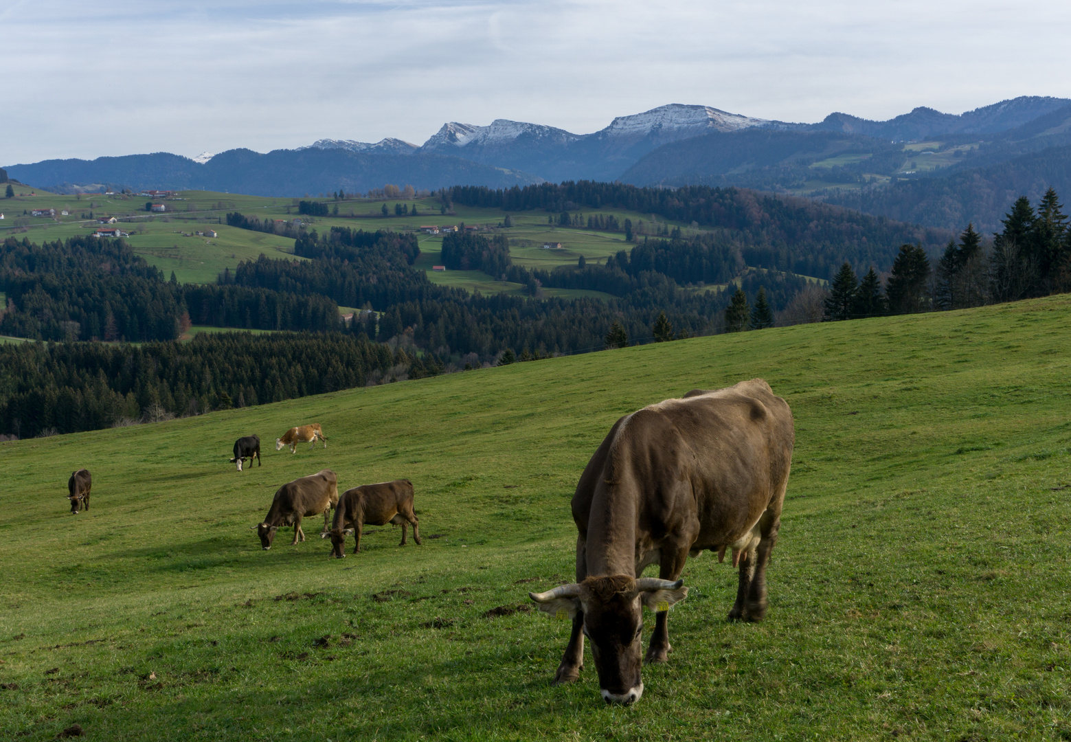 Kuhheimat