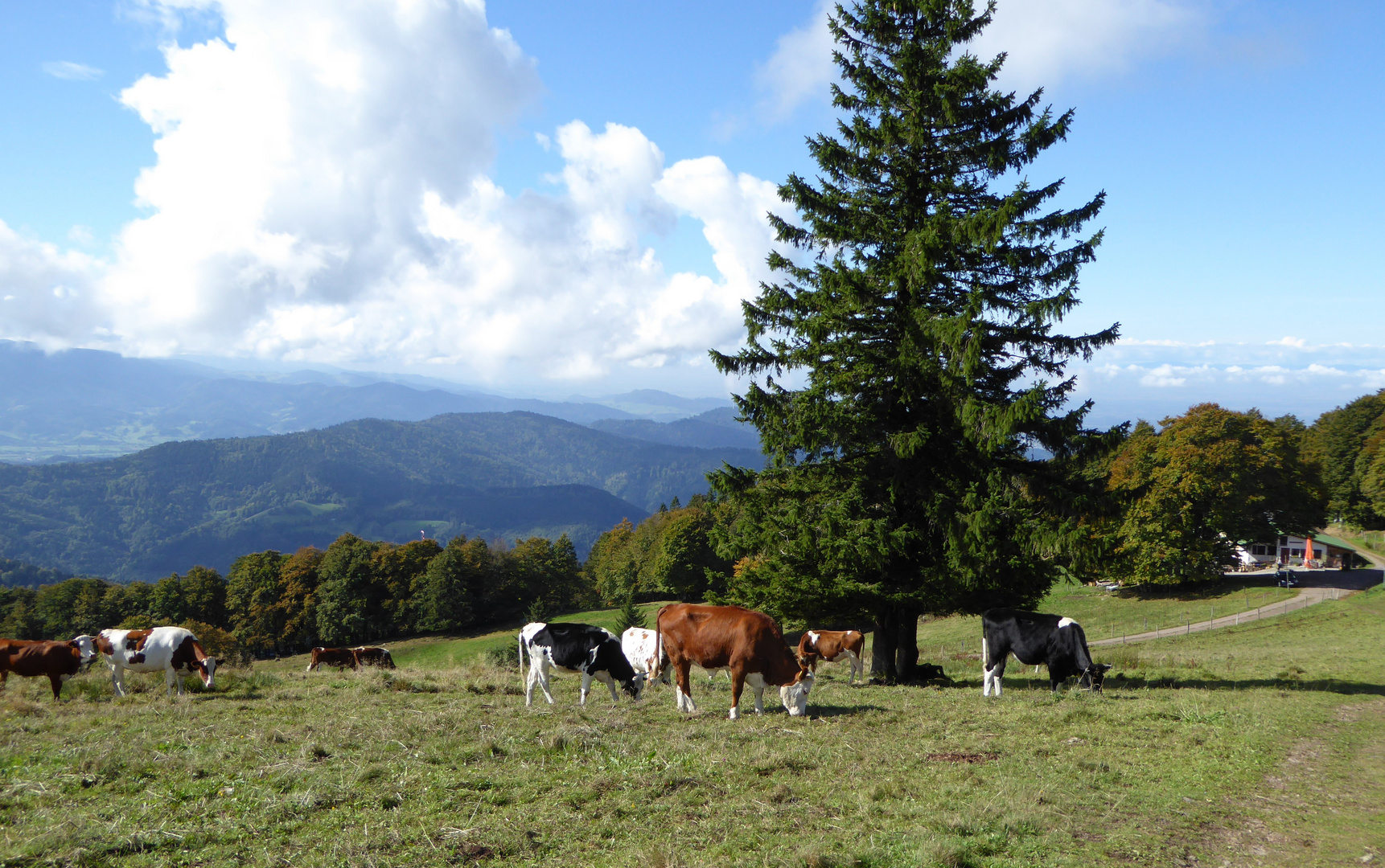 Kuhherde bei der Gummenhütte auf dem Kandel