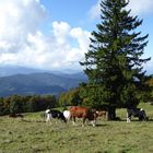 Kuhherde bei der Gummenhütte auf dem Kandel