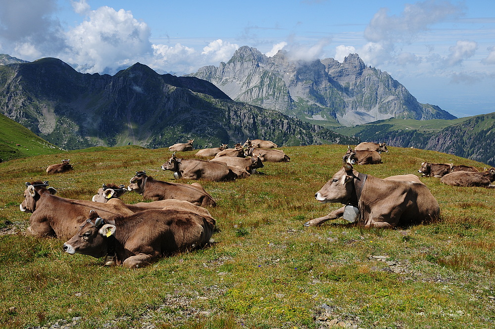 Kuhherde vor dem Mürtschenstock