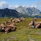 Kuhherde vor dem Mürtschenstock