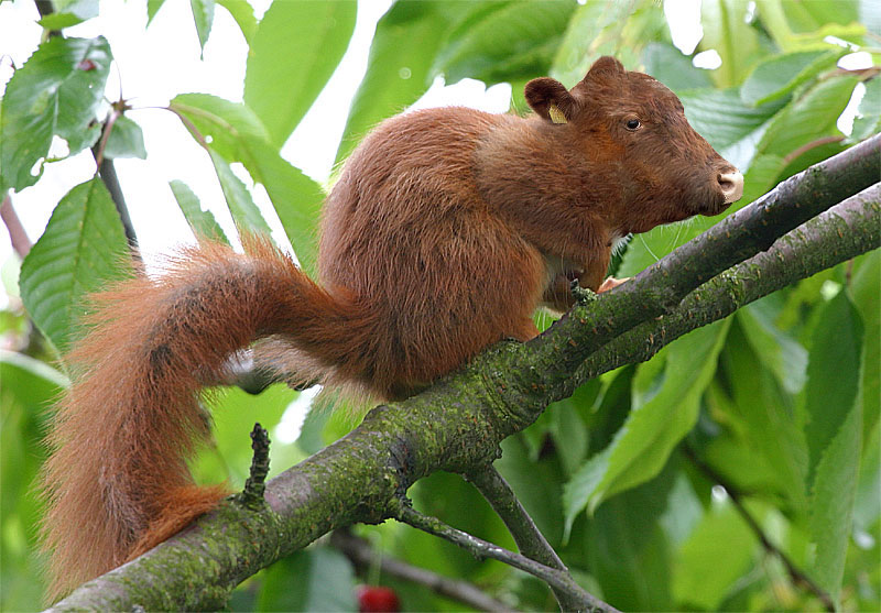 Kuhhörnchen