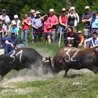 Kuhkampf Vorentscheid im Wallis