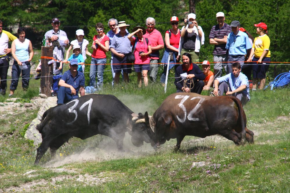 Kuhkampf Vorentscheid im Wallis