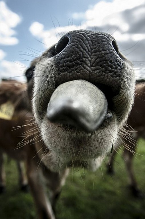 Kuhkuss / Cow kiss