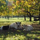 Kuh_le Erholung im Kirschgarten