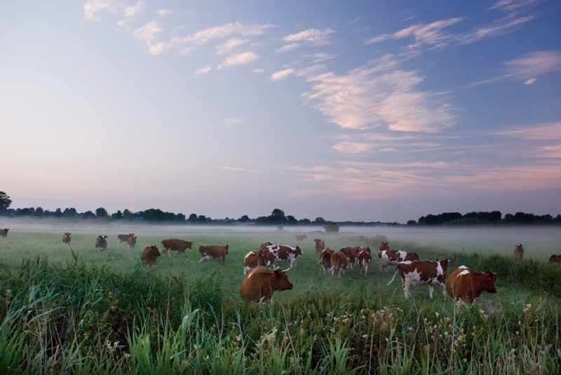 Kuh'ler Abendnebel