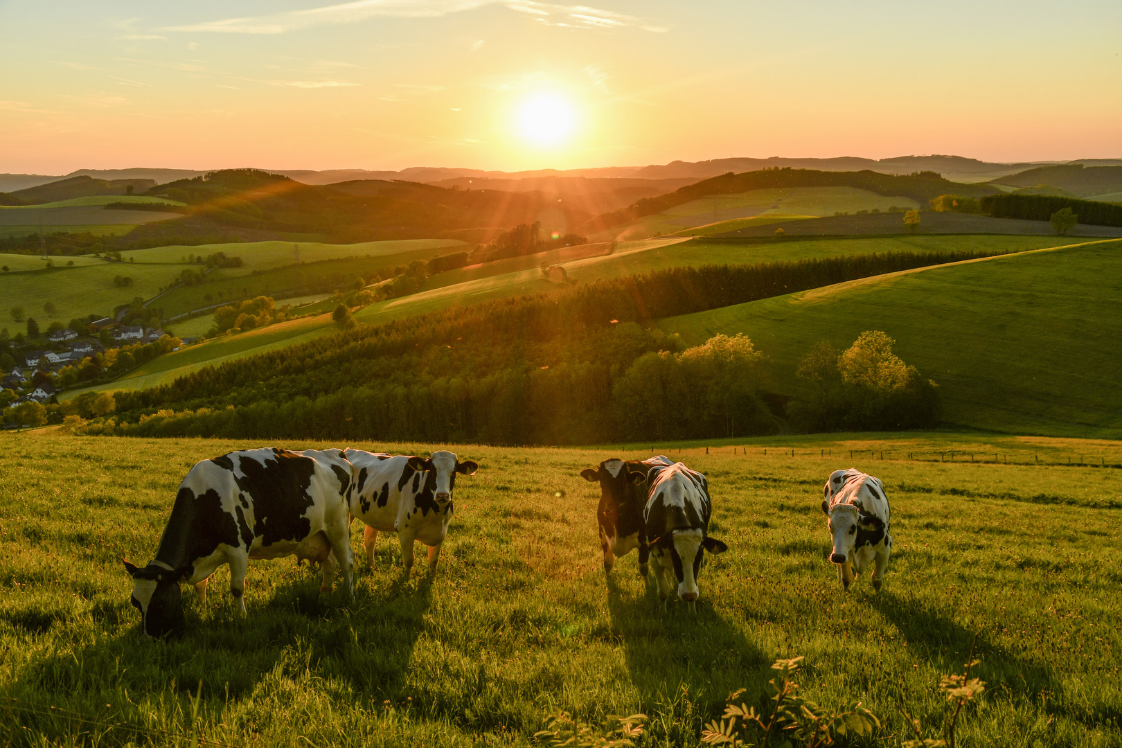 Kuhler Sonnenuntergang 