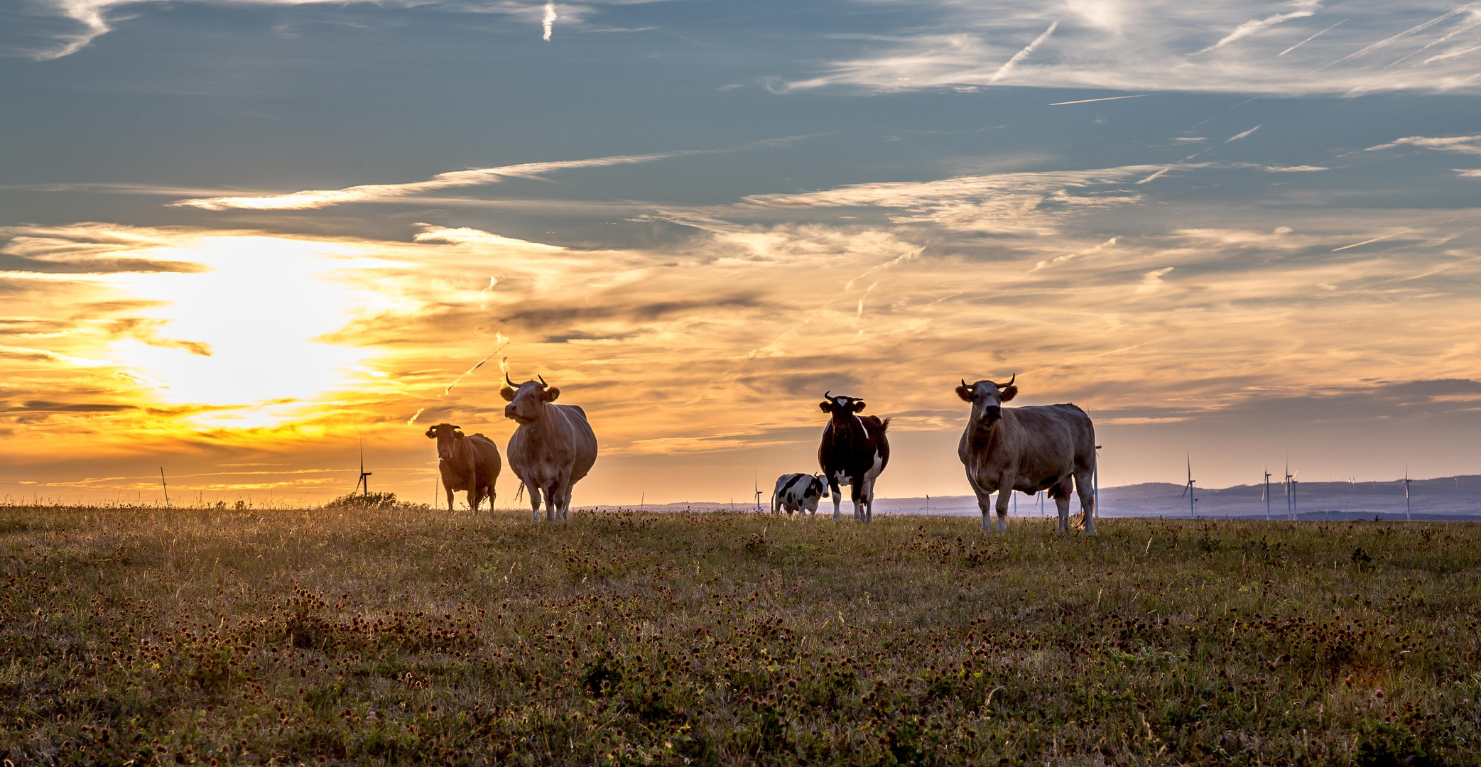 Kuhler Sonnenuntergang.