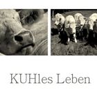 KUHles Leben