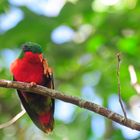 Kuhl's Lorikeet