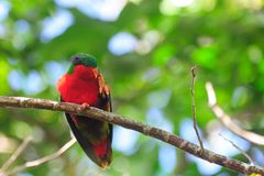 Kuhl's Lorikeet