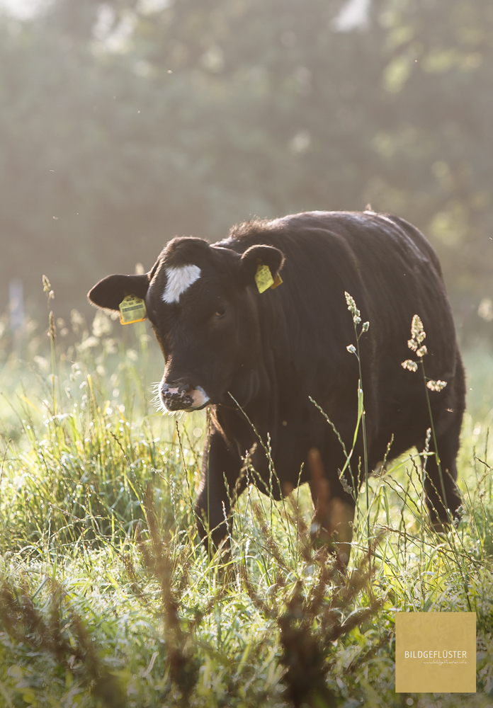 Kuhmuhlogie * Kälbchen in der Morgensonne