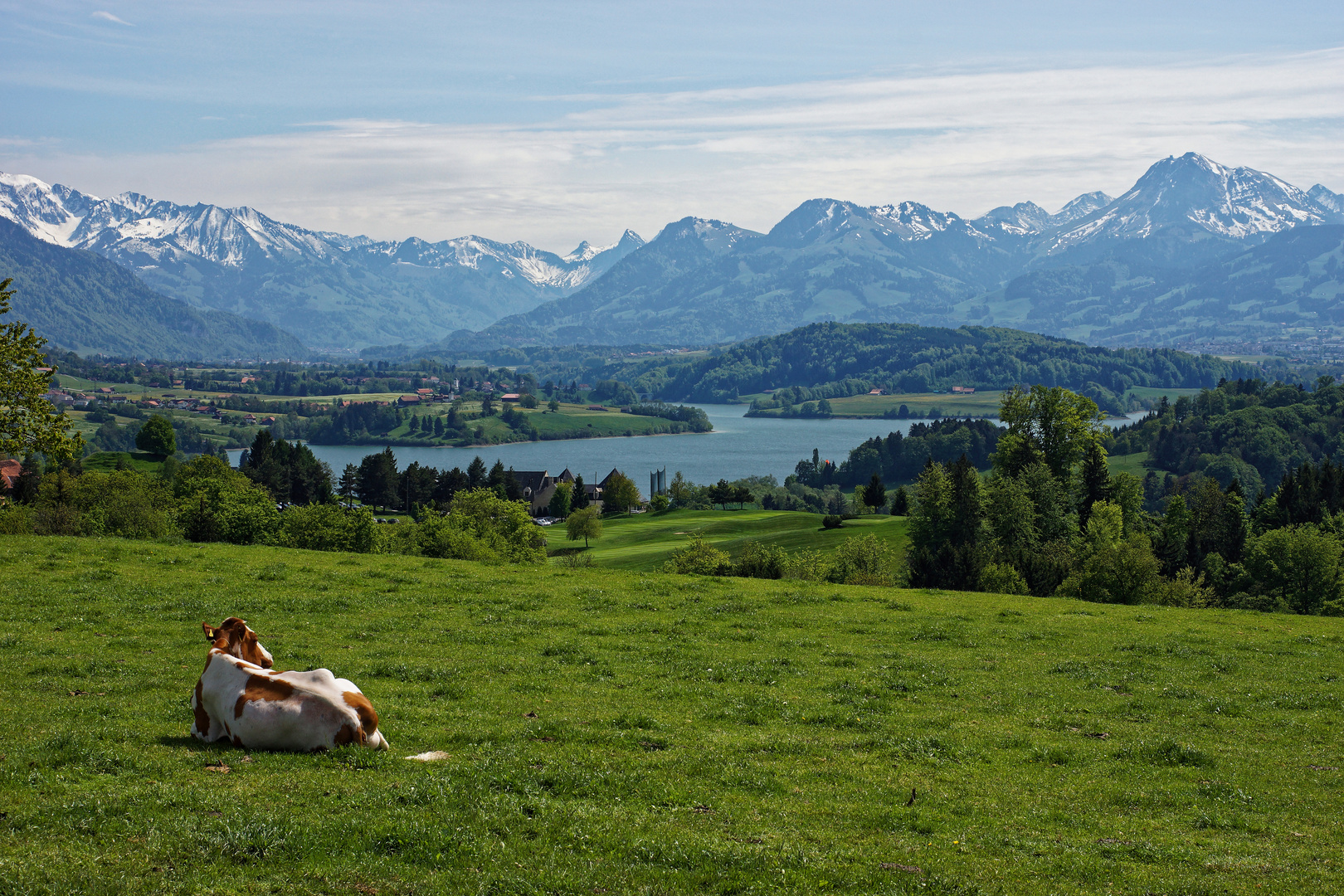 Kuhperspektive auf den Greyerzersee