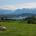 Kuhperspektive auf den Greyerzersee