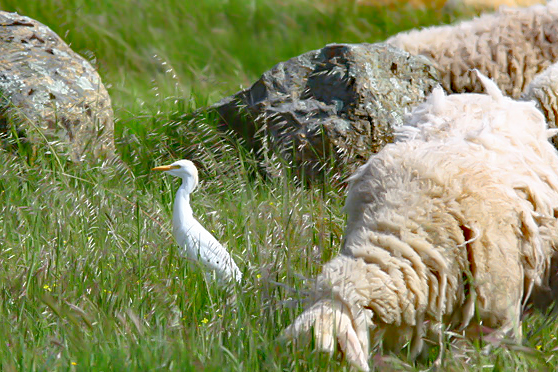 Kuhreier (Bubulcus ibis) und Schaf- Extremadura/ Spanien