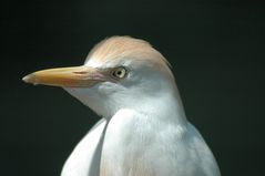 KUHREIER