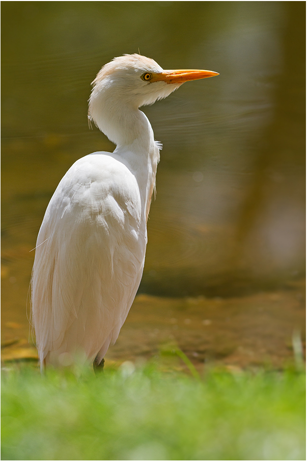 Kuhreiher