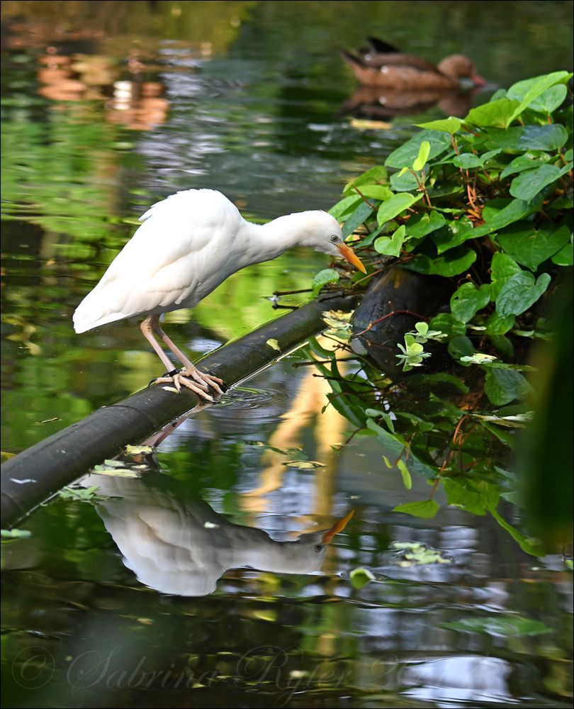 Kuhreiher...