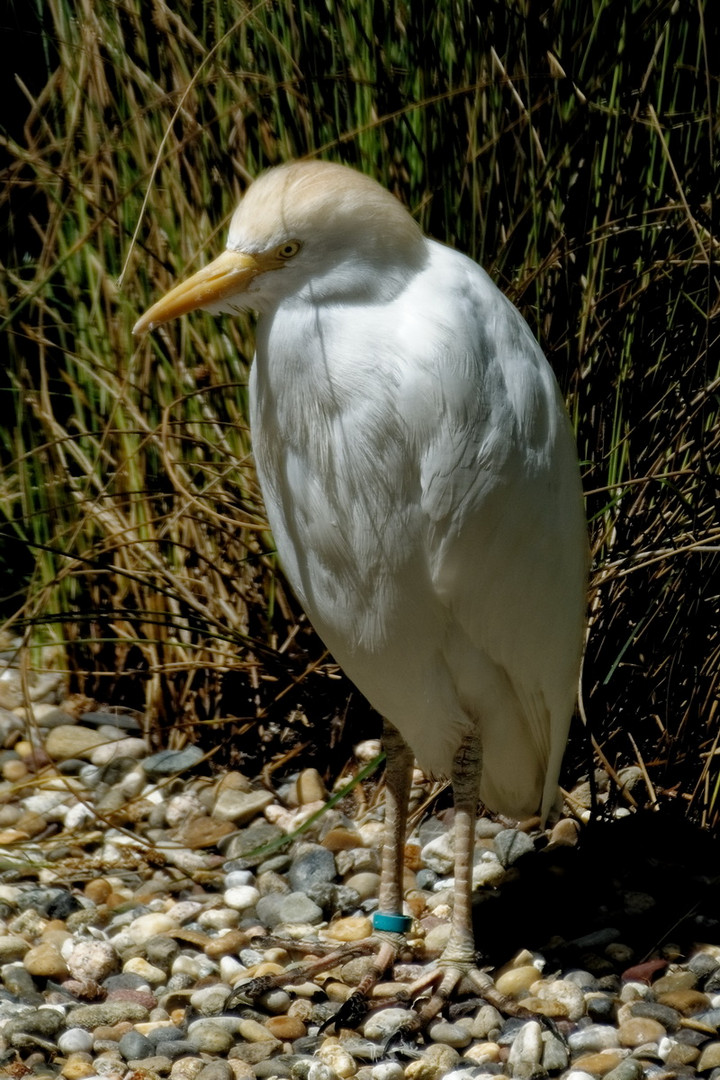 Kuhreiher