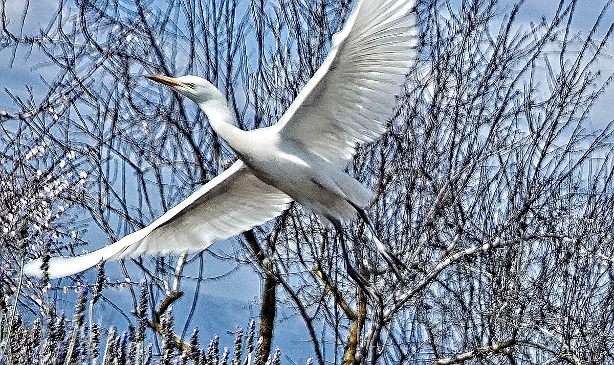 Kuhreiher