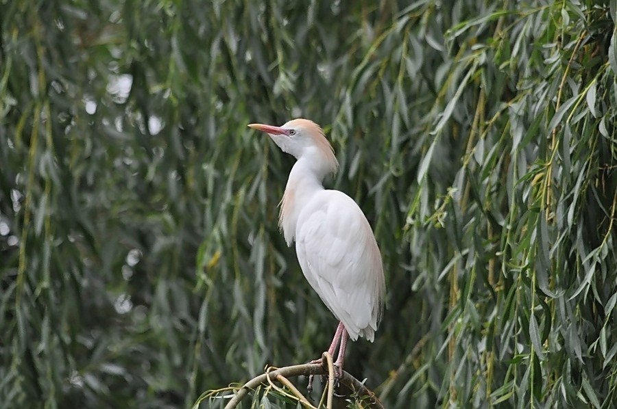 Kuhreiher