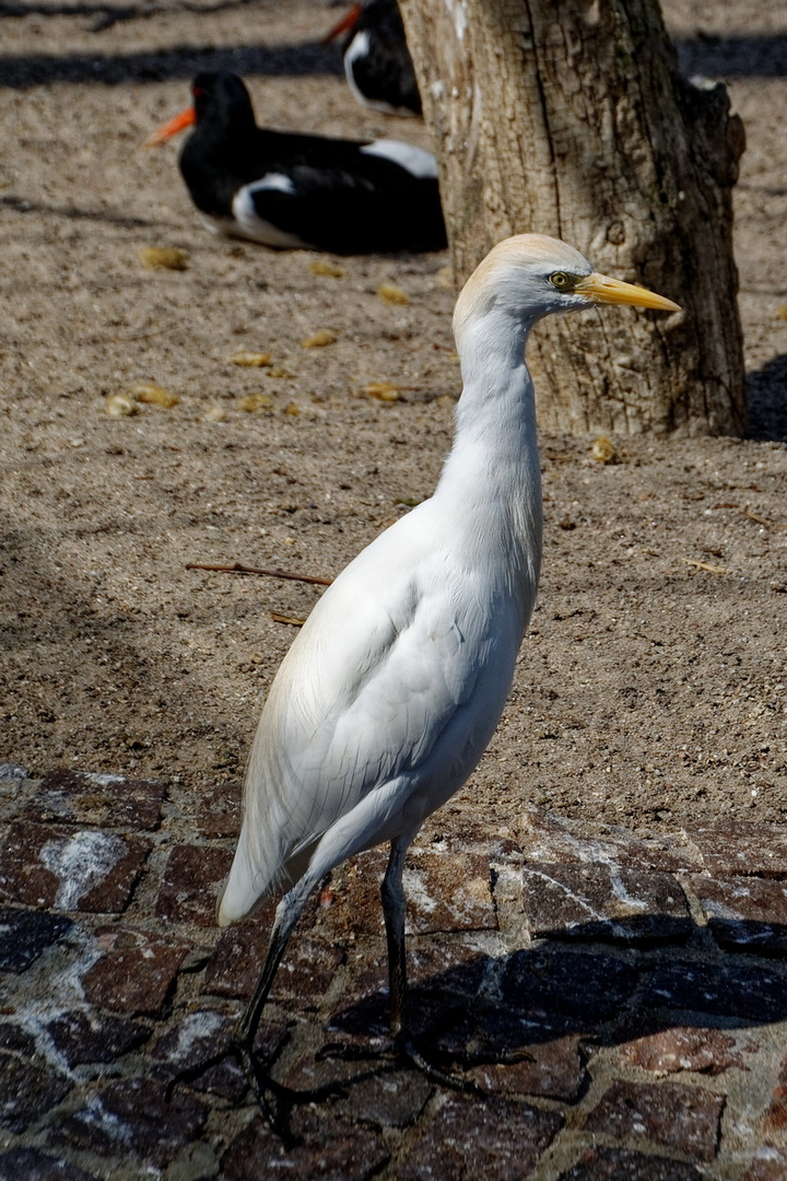 Kuhreiher