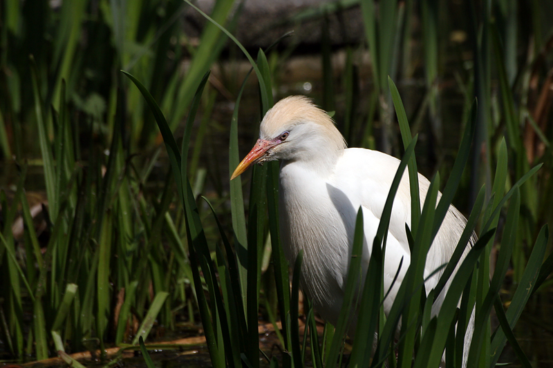 Kuhreiher