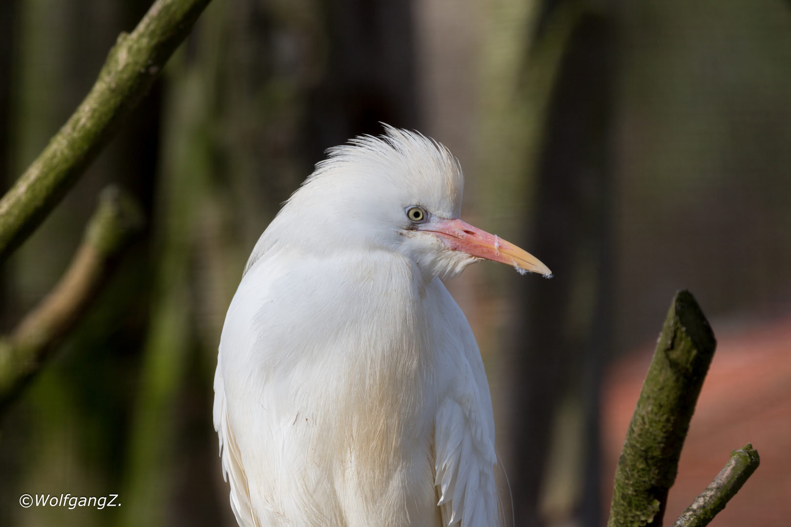 Kuhreiher