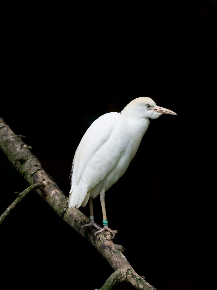 Kuhreiher