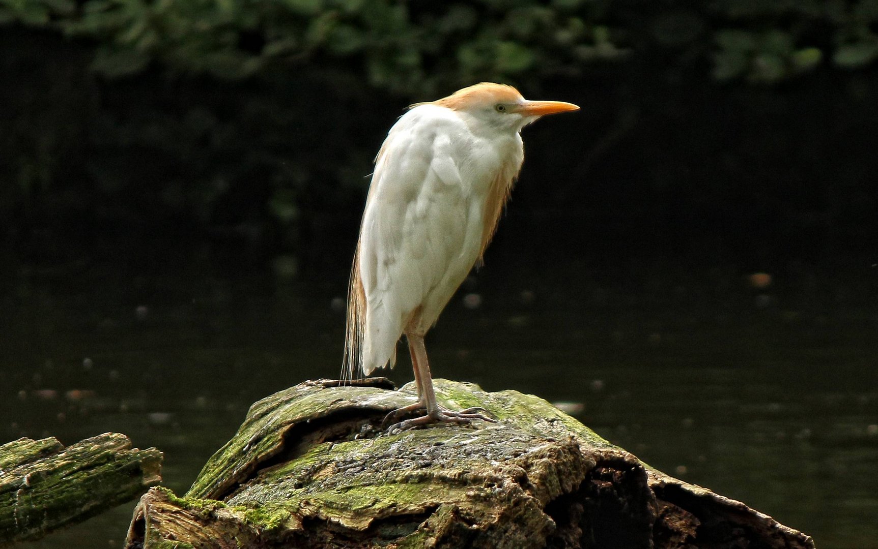 Kuhreiher am Sambesi