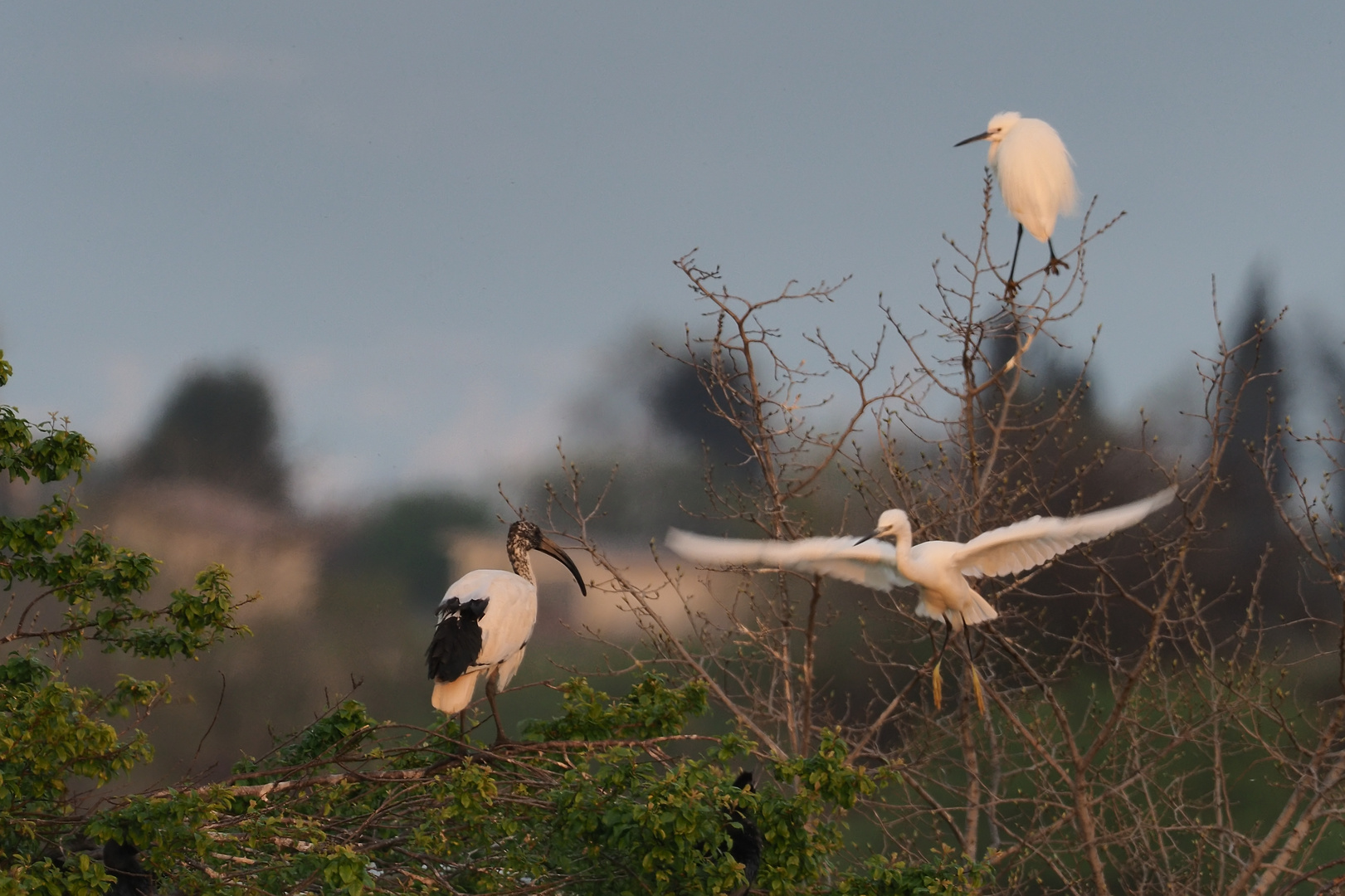 Kuhreiher an Ibis