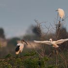 Kuhreiher an Ibis