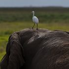 Kuhreiher auf Elefant