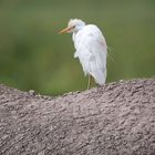 Kuhreiher auf Erdhügel