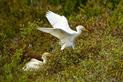 Kuhreiher auf Heuschreckenjagd