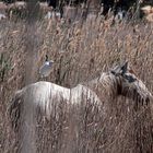 Kuhreiher auf Pferd