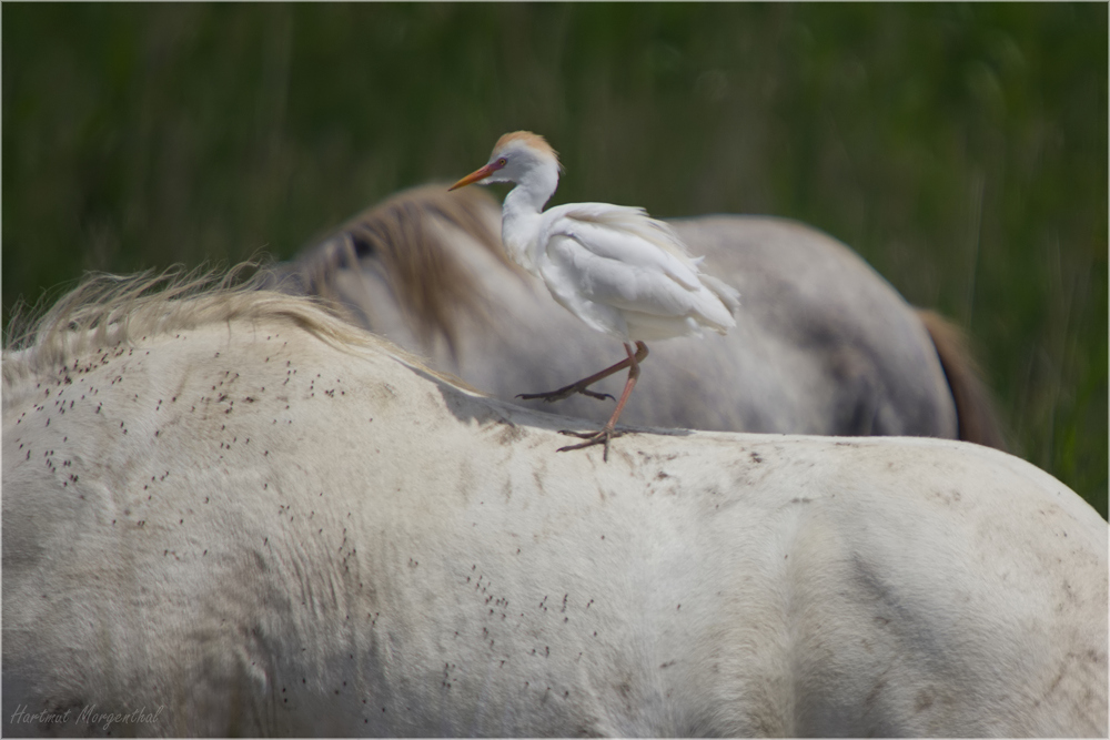 Kuhreiher auf Pferd