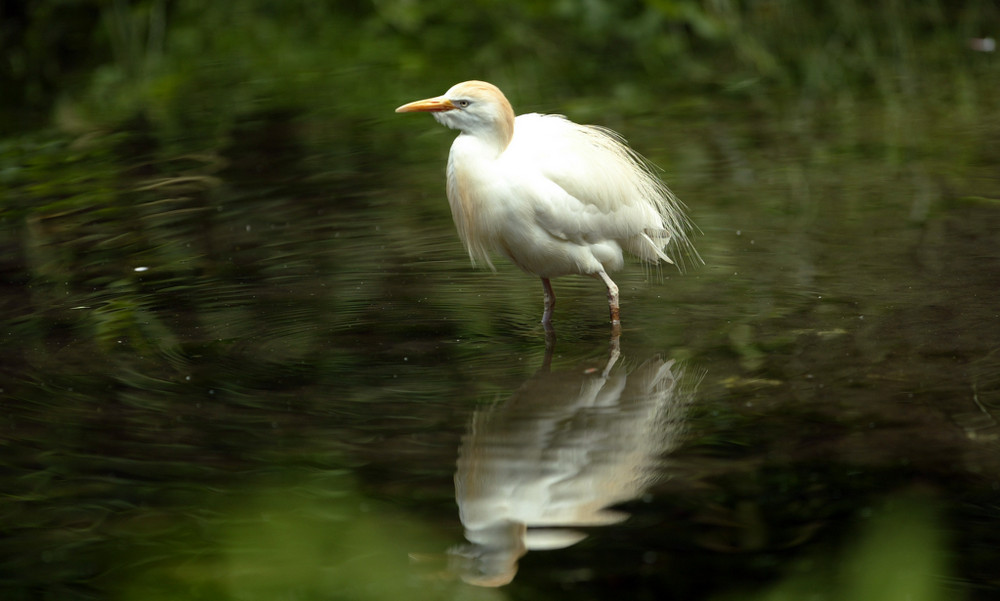 Kuhreiher