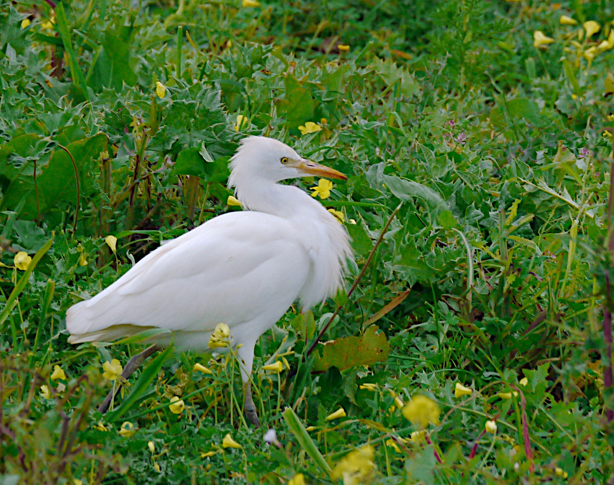 Kuhreiher