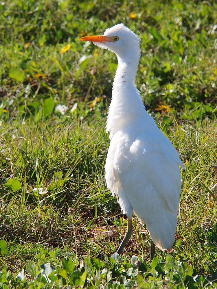 Kuhreiher!