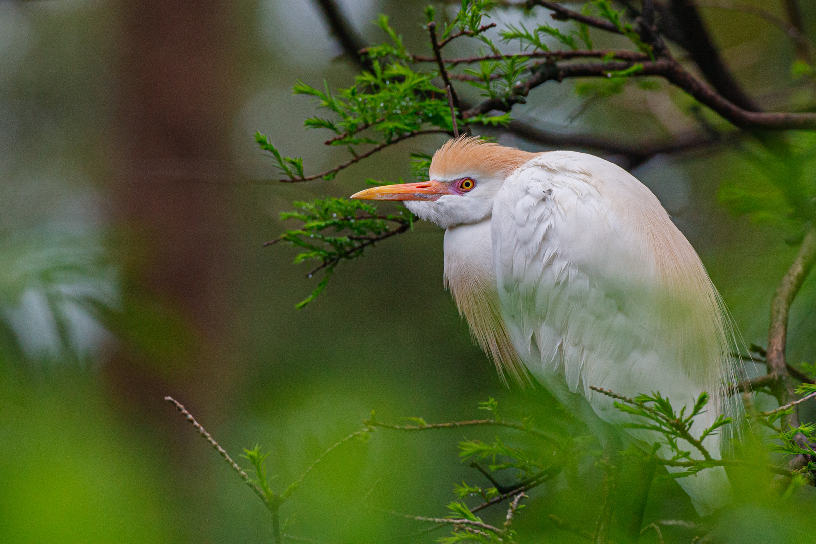 Kuhreiher (Bubulcus ibis)