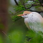 Kuhreiher (Bubulcus ibis)