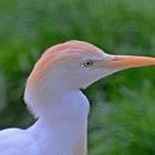 Kuhreiher (Bubulcus ibis)