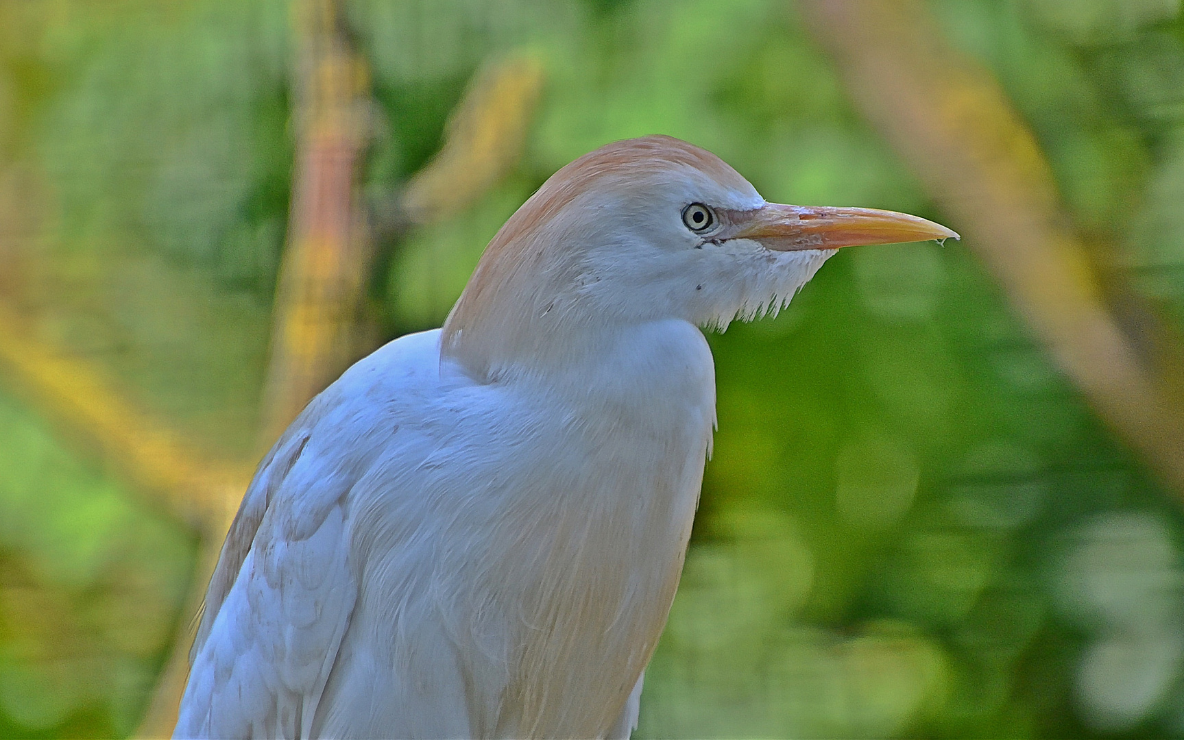 Kuhreiher (Bubulcus ibis)