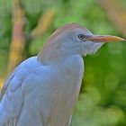 Kuhreiher (Bubulcus ibis)