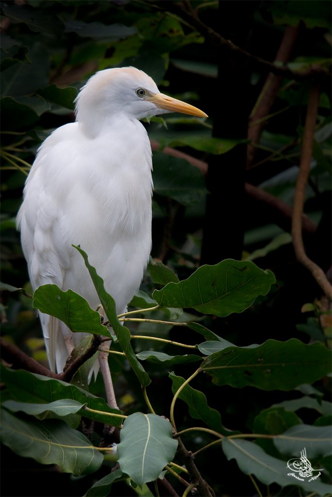 Kuhreiher (Bubulcus ibis)