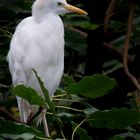 Kuhreiher (Bubulcus ibis)