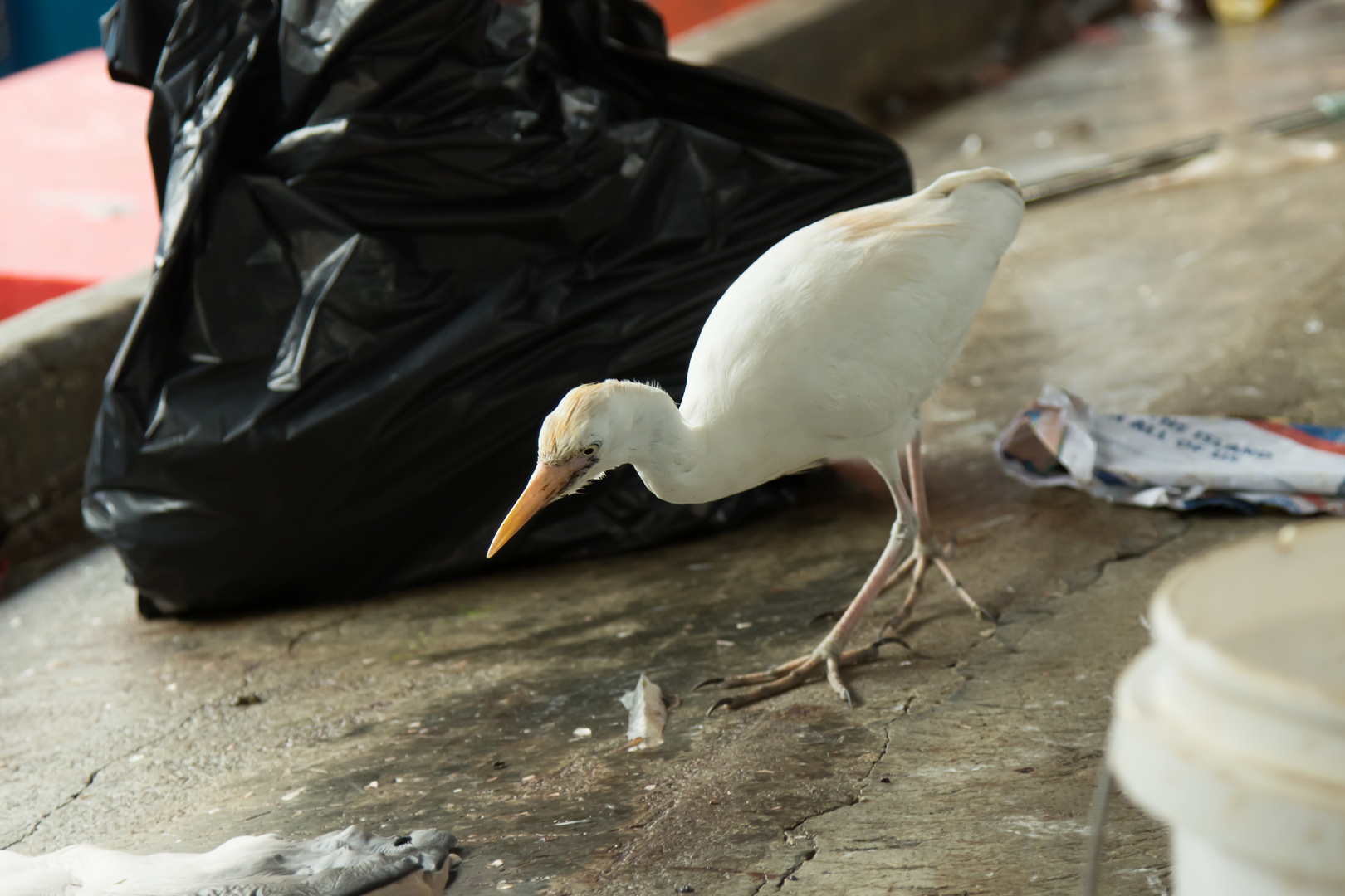 Kuhreiher (Bubulcus ibis)